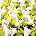 Orchid Lei Single- Green and White (Bulk Price)